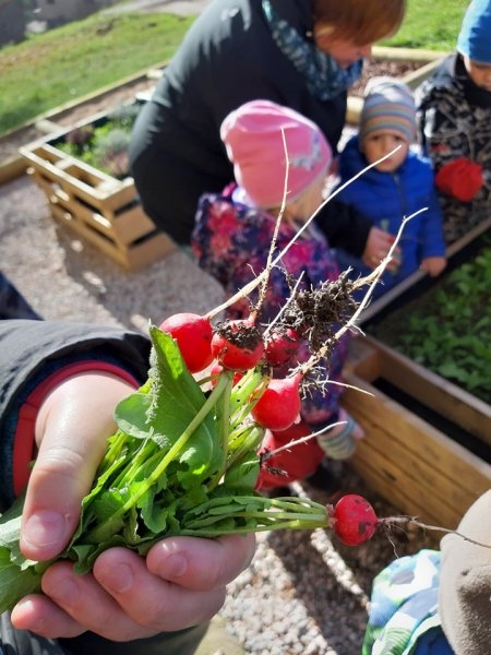 První sklizeň ředkviček 31.10.2019 - Image 1